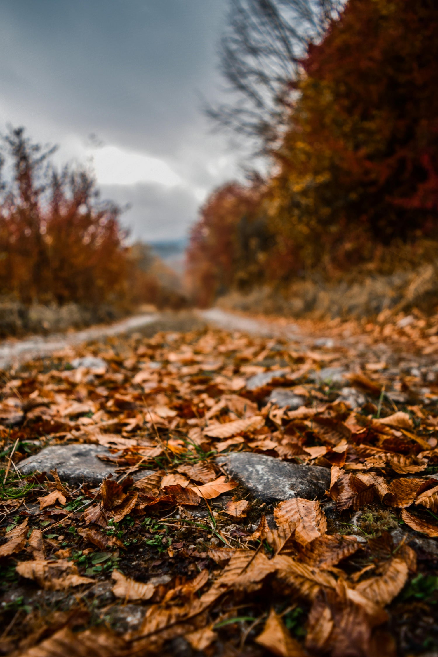 Autumn Products