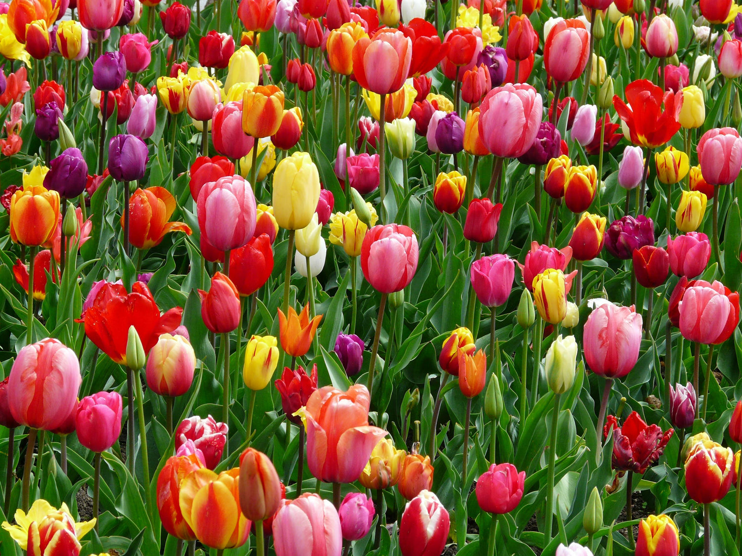 Spring Products